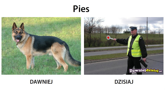 Pies –  