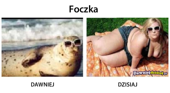 Foczka –  