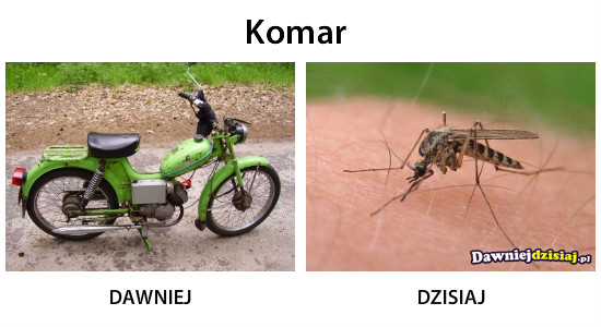 Komar –  