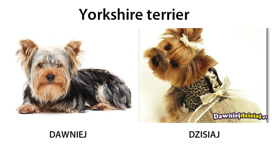 Yorkshire terrier –  