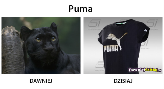 Puma –  