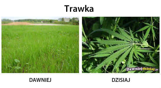 Trawka –  