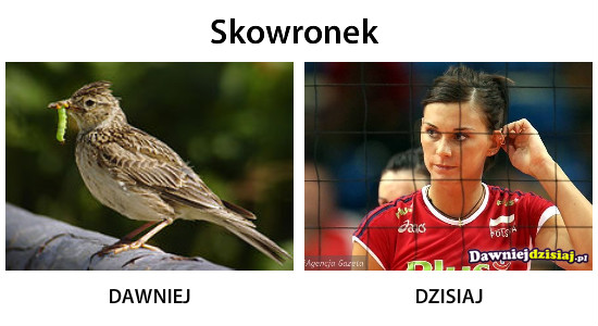 Skowronek –  