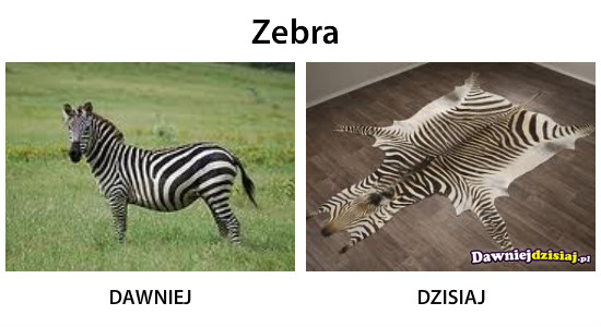 Zebra –  