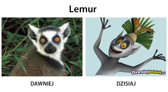 Lemur –  