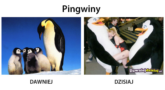 Pingwiny –  