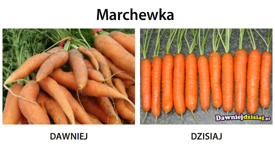 Marchewka –  