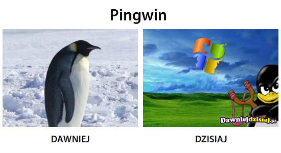 Pingwin –  