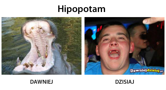 Hipopotam –  