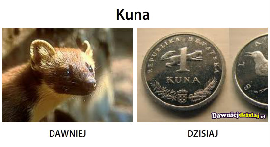 Kuna –  
