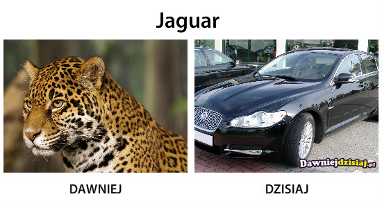 Jaguar –  