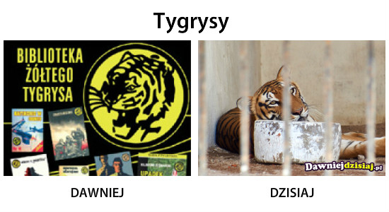 Tygrysy –  